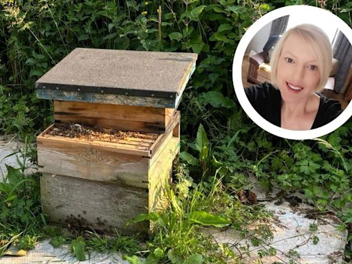 Community's fury as beloved beehive for 40,000 bees vandalised