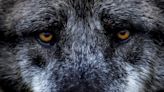 Documentan a un lobo que recorrió 1.240 kilómetros entre Alemania y España