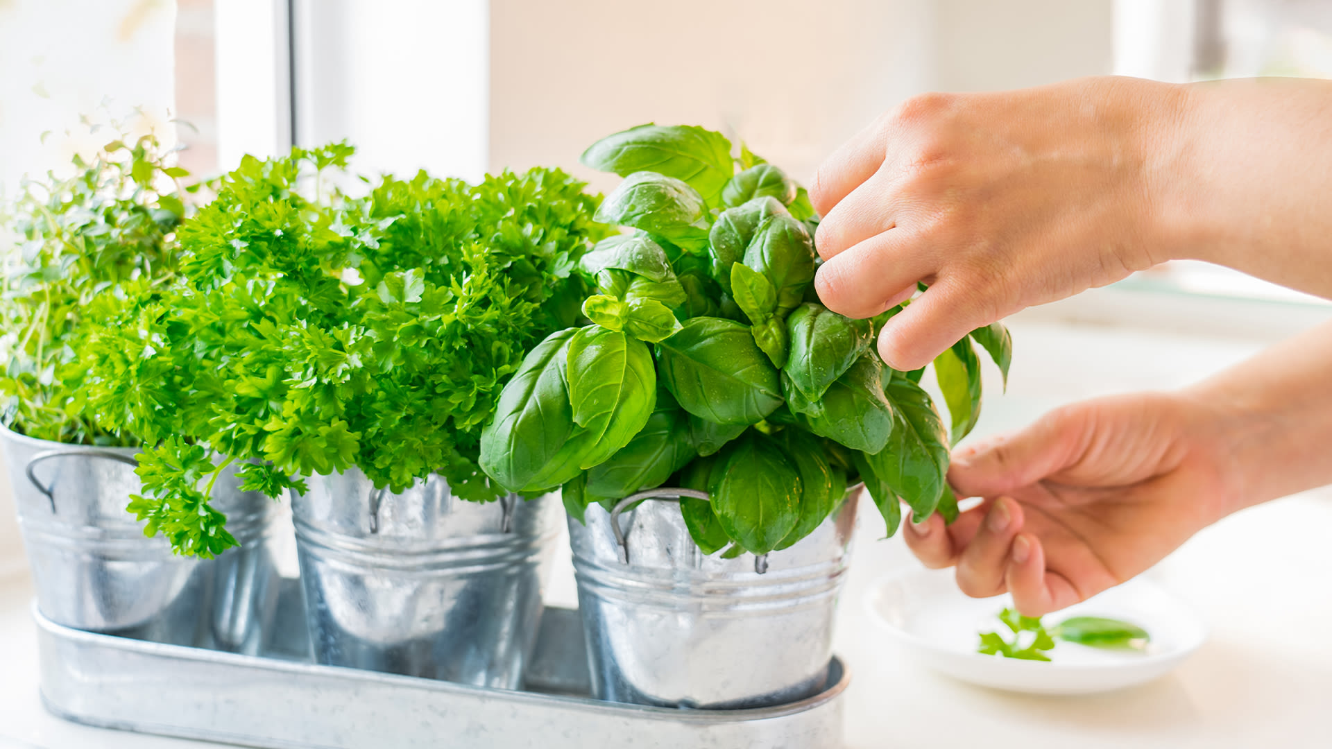 My tips will get you a blooming indoor garden including your own potato tower