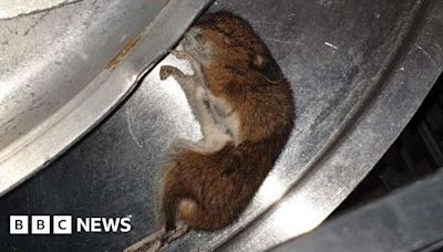 Sonning Common Primary School kitchen shut over mouse infestation