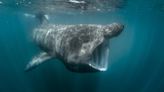 'Grim' basking shark boat strike data captured in Kerry