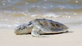 Critical nesting season for Kemp's ridley sea turtles starts
