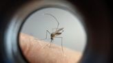 Sesa confirma mais oito mortes por dengue em municípios da região | TNOnline