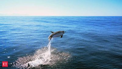 As Dolphin numbers decline in Amazon, a man has vowed to keep them protected