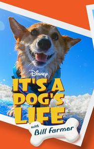 It's a Dog's Life With Bill Farmer