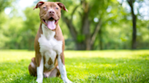 Pit Bull Looks Totally Annoyed After Mom Won't 'Save Him' From Sister's Game of Dress-Up