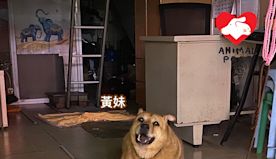 屢被遺棄仍忠心耿耿　忠犬獨守空舖　義工部署營救