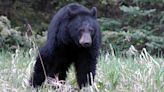 New Jersey warns residents to be on the lookout for black bears this spring