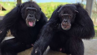 “Chimp Crazy”’s Primate Star Tonka Reunited with Long-Lost Son Cayleb at Florida Sanctuary