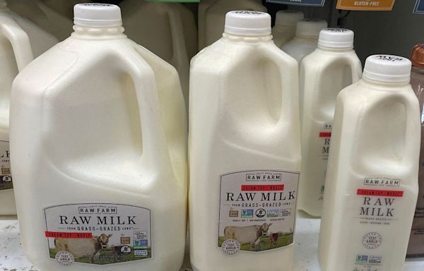 Raw milk containing bird flu virus infects mice in study