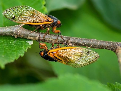 The cicadas are coming: Check out a 2024 map of where the two broods will emerge