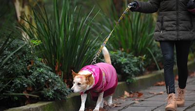 Cidades da Serra podem ter chuva congelada, neve e temperaturas negativas nesta quarta-feira | Pioneiro