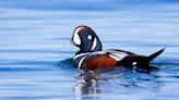 Harlequin Duck: A Once-in-a-Lifetime Bird for Hunters