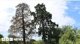 Giant redwood tree in Exeter to be felled
