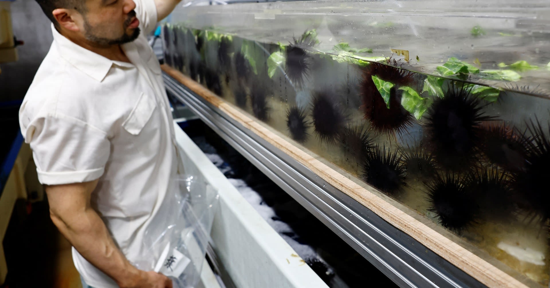 Sea urchins fed waste cabbage to spare Japan's seaweed forests