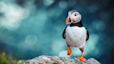 The UK’s best places to spot puffins