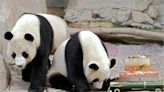 Singapur anuncia la devolución a China del primer panda gigante nacido en la isla