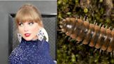 Naming a species after a celebrity may do more harm than good