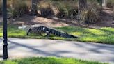 ‘Doesn’t have a care in the world.’ Watch gator take a stroll in a Florida neighborhood