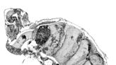 X-rays reveal tiny half-billion-year-old creature