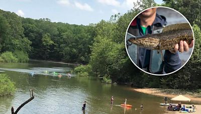 Rare snake-like fish that breathes air caught in Missouri for fourth time: 'Aggressive predators'