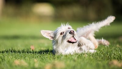 Tick season is here: How to check your pets and safeguard them from Lyme disease