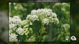 Poison hemlock infiltrates every county in Ohio
