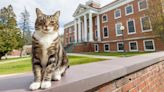 University’s beloved campus cat earns honorary doctorate in ‘litter-ature’