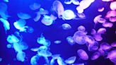 Here are the 5 jellyfish common in RI waters and which ones to watch out for while swimming