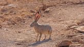 Hopping hares and rascally rabbits