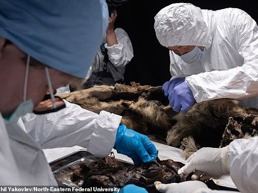 Ancient wolf with teeth intact after 44,000 years is found in Siberia
