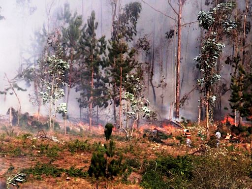 Indeci reporta 20 incendios forestales activos y 29 controlados en diez regiones