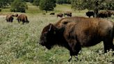 Congress May Help Tribes Restore America's National Mammal