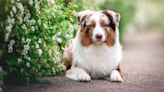 Blind Australian Shepherd Shows How She 'Changes Colors' To Bring Awareness to Rare Disease