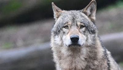 Rems-Murr-Kreis: Verdacht auf Wolfsriss: Tote Ziegen und Schafe gefunden