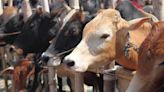 Police foil four bovine smuggling bids, 112 animals rescued