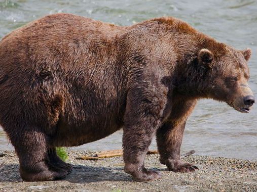 Fat Bear Week delayed after contestant killed by rival