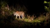 Iconic 10-year-old male panther joins list of Florida's famous big cats