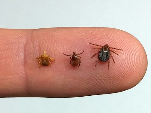 Tick talk, expert offers tips on avoiding ticks | Newswise