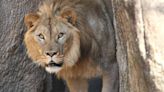 Haji, the NC Zoo’s new lion, is on exhibit — where visitors can check out his mohawk