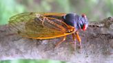 STD-riddled "zombie" cicadas are coming to Virginia