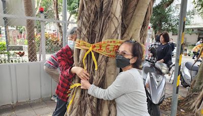 公園77棵樹遭砍？居民批健檢當死亡診斷 北市：褐根病熱區