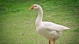 Goose's Reaction to Hearing Gosling Babies for the First Time Is Everything