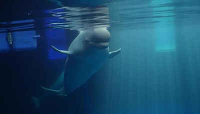 Monitorizan las dos belugas rescatadas en Ucrania en su proceso de adaptación a su nuevo hogar