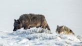 Yellowstone Park Superintendent Calls for Stricter Wolf Hunting Regulations In Montana