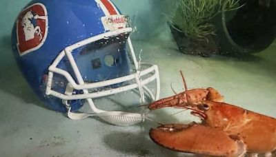 Meet Crush, the rare orange lobster diverted from dinner plate to aquarium by Denver Broncos fans