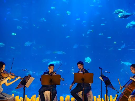 No fundo do mar: AquaRio terá concertos à luz de velas no Dia das Mães, com peixes e tubarões