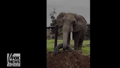 Elephant quickly removes tire from compost pile at Oakland Zoo