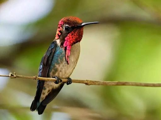 In Cuba, a haven for the world's tiniest bird - Times of India