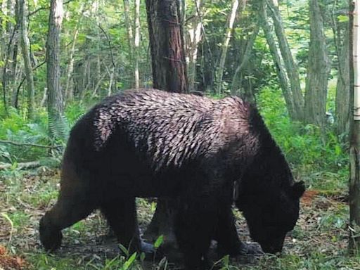 驚心動魄！北海道300公斤大棕熊出沒，疑似最凶棕熊狂啃8隻小牛，民眾恐慌是OSO18後代